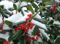 rood wit en groen in de winter